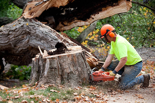 Trusted Brewster Hill, NY  Tree Services Experts